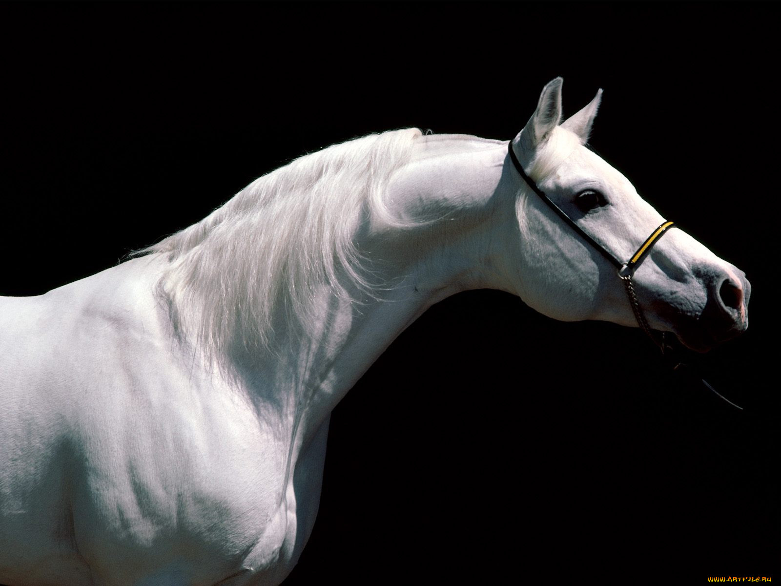 arabian, stallion, , 